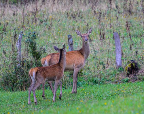 Écouter le brame du cerf en Aveyron Découvrir