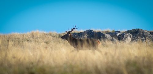 Cerf sur l'Aubrac