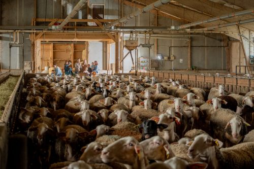 Visite d'une ferme de brebis-© G. Alric - Aveyron Attractivité Tourisme