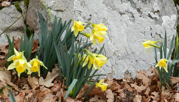 La flore de printemps sur l'Aubrac - Découvrir