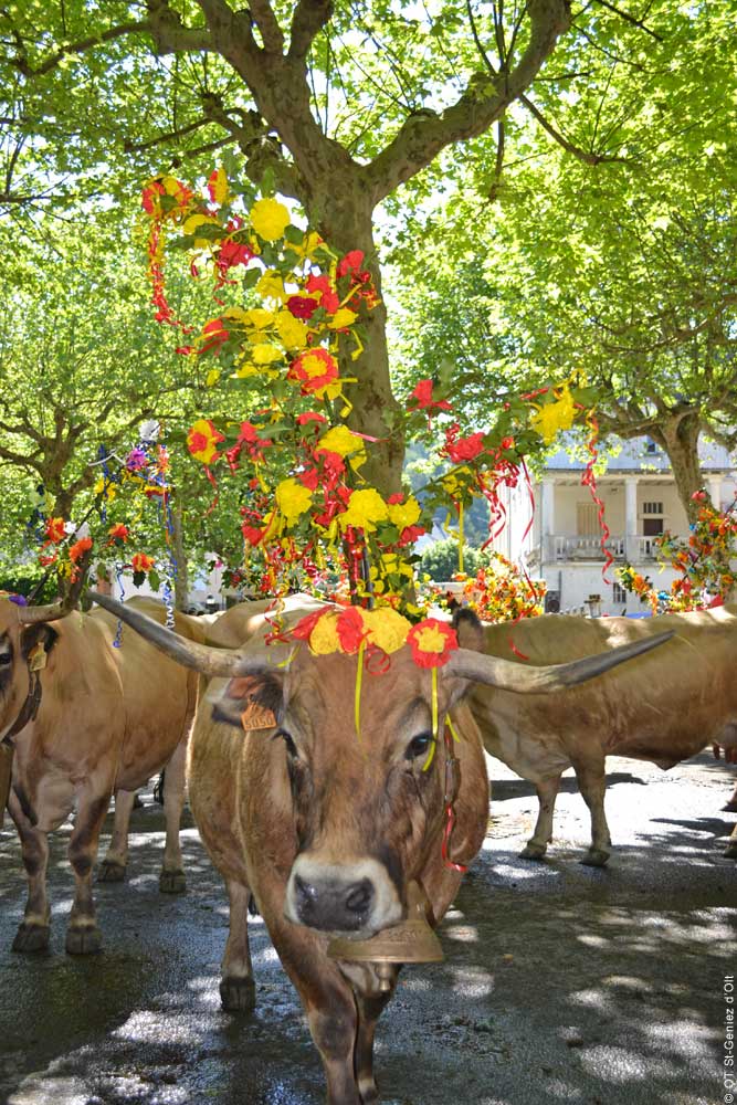 Vache, Fete de l'Estive © OT-St-Geniez