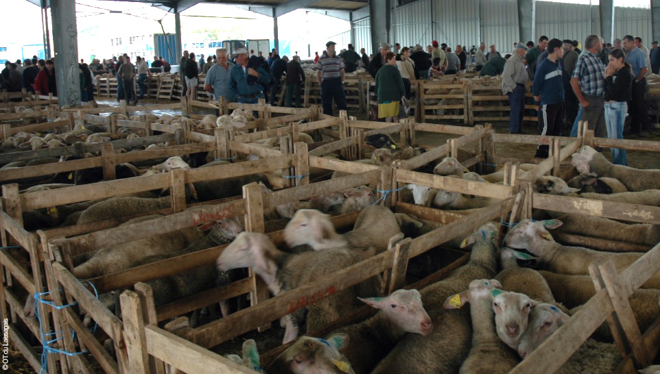 Marché aux bestiaux de Laissac © OT du Laissagais