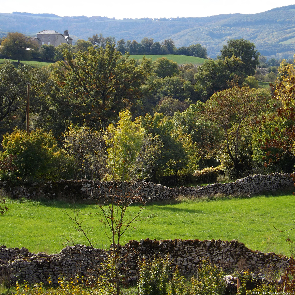 Murets en pierre séche et paysage d'automne © OT-du-Pays-Sévéraguais