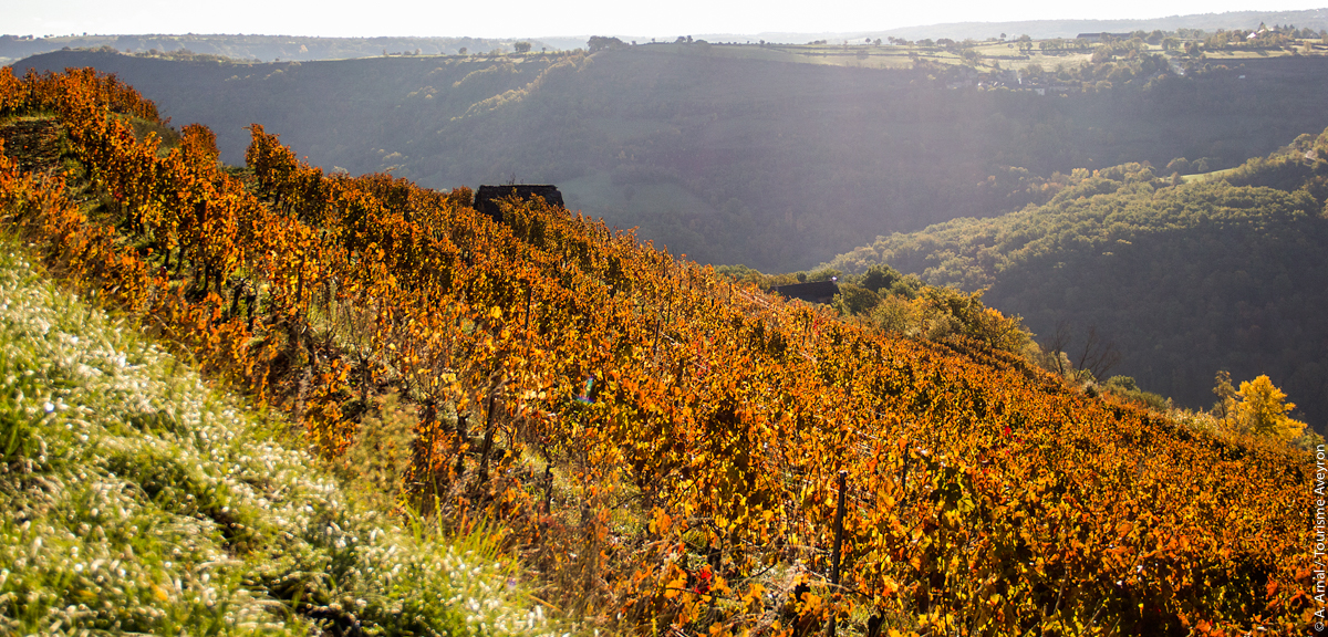 Vignes du vallon de Marcillac, Aveyron © A. Arnal / Tourisme Aveyron
