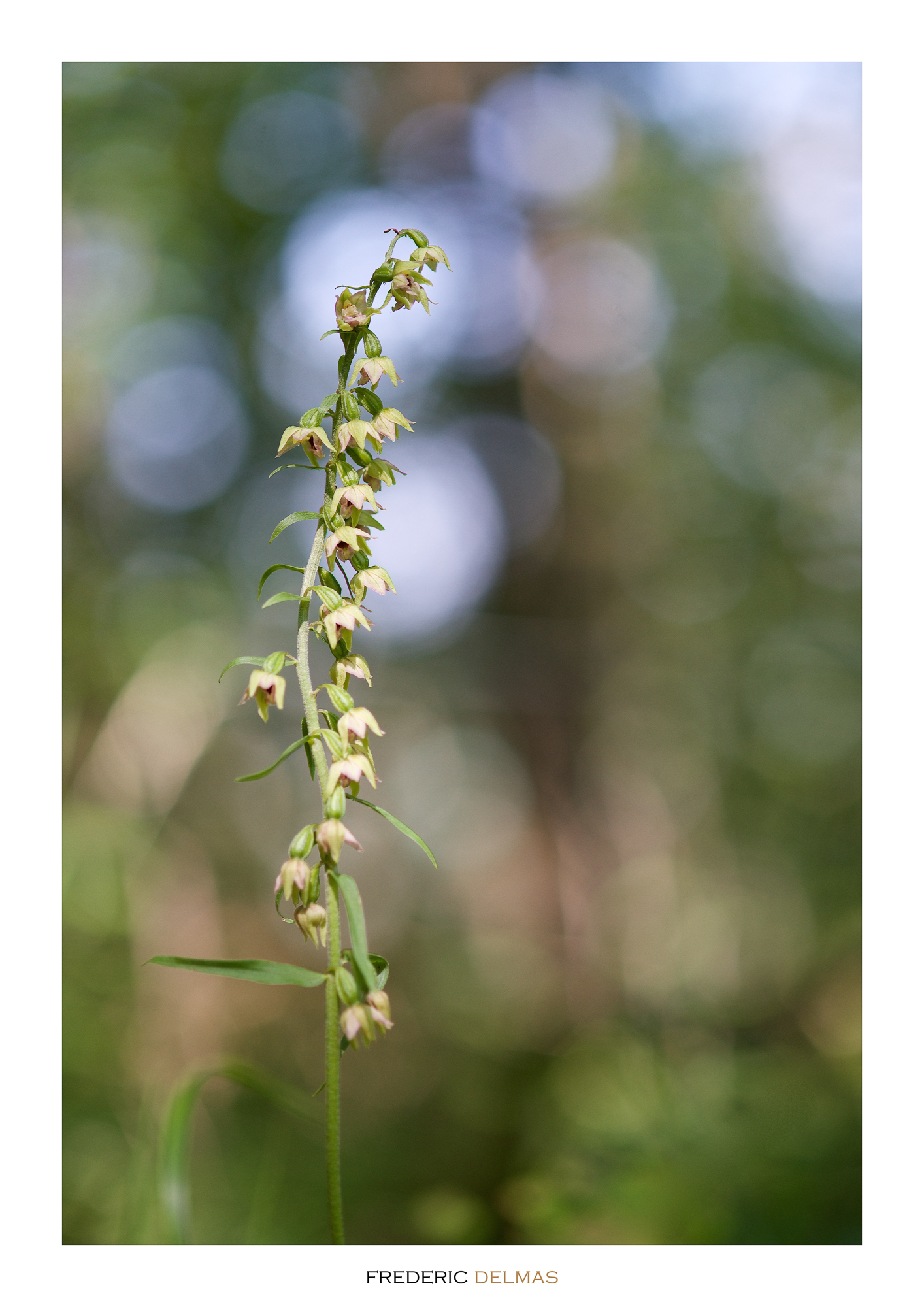 Epipactis de Müller, orchidée de l'Aveyron © F. Delmas/Tourisme Aveyron