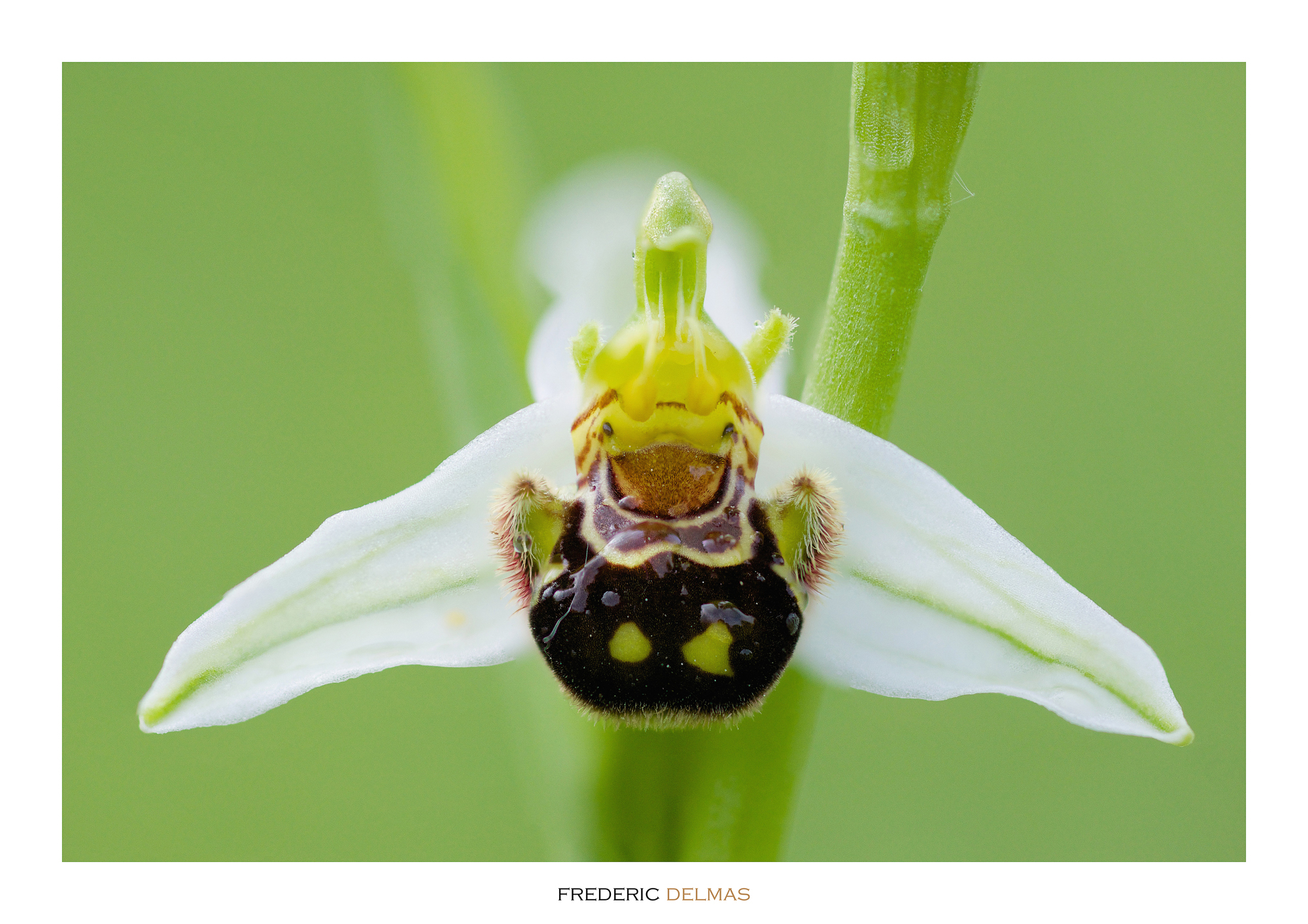 Ophrys abeille, orchidée de l'Aveyron © F. Delmas/Tourisme Aveyron
