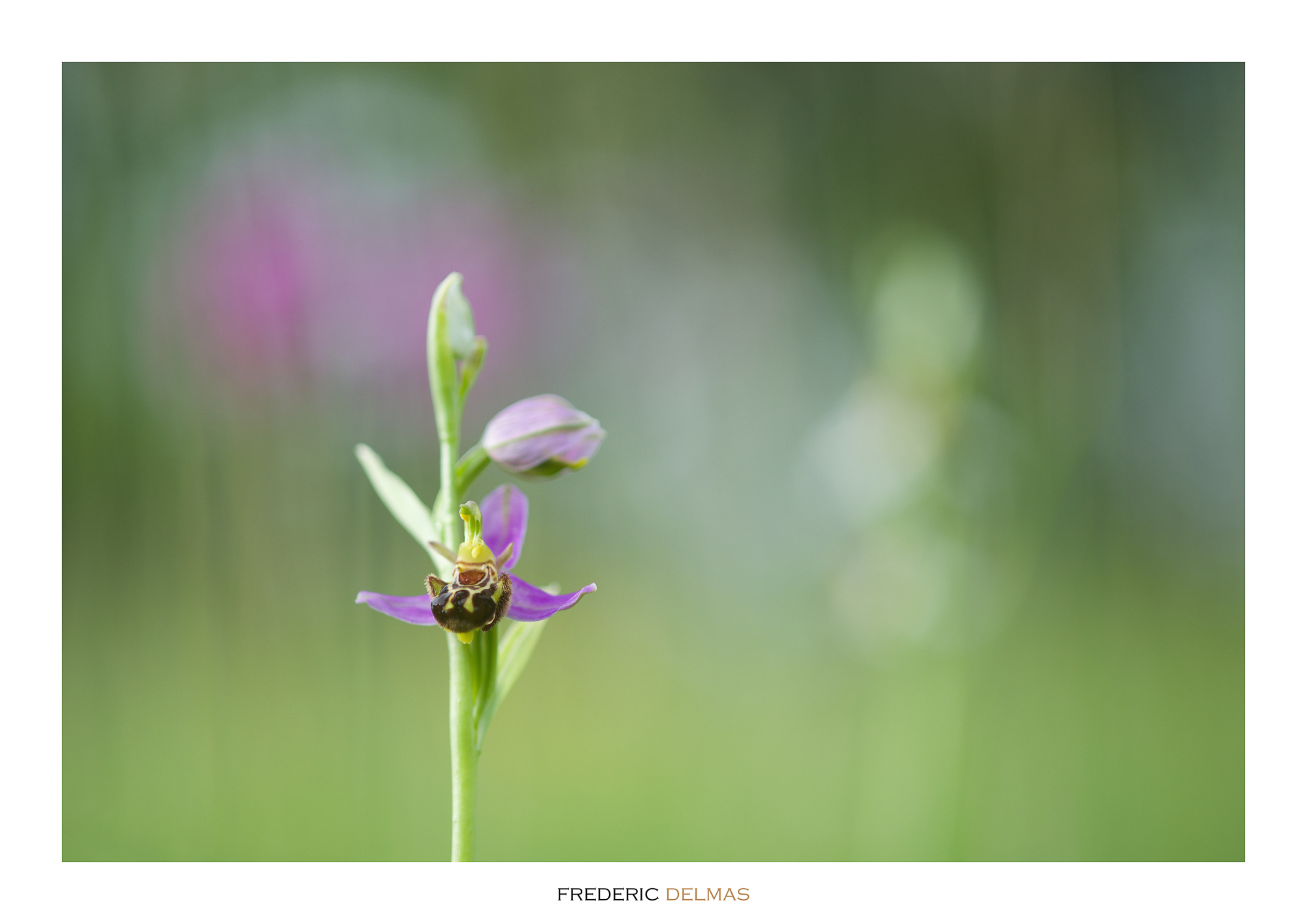 Ophrys abeille, orchidée de l'Aveyron © F. Delmas/Tourisme Aveyron