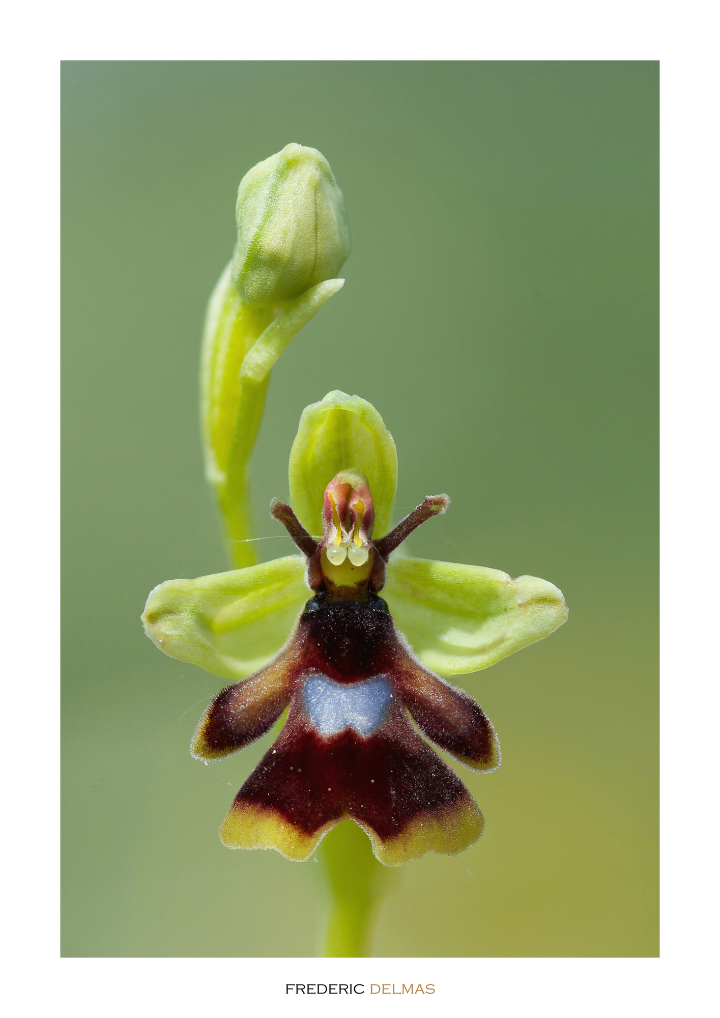 Ophrys d'aymonin, orchidée de l'Aveyron © F. Delmas/Tourisme Aveyron