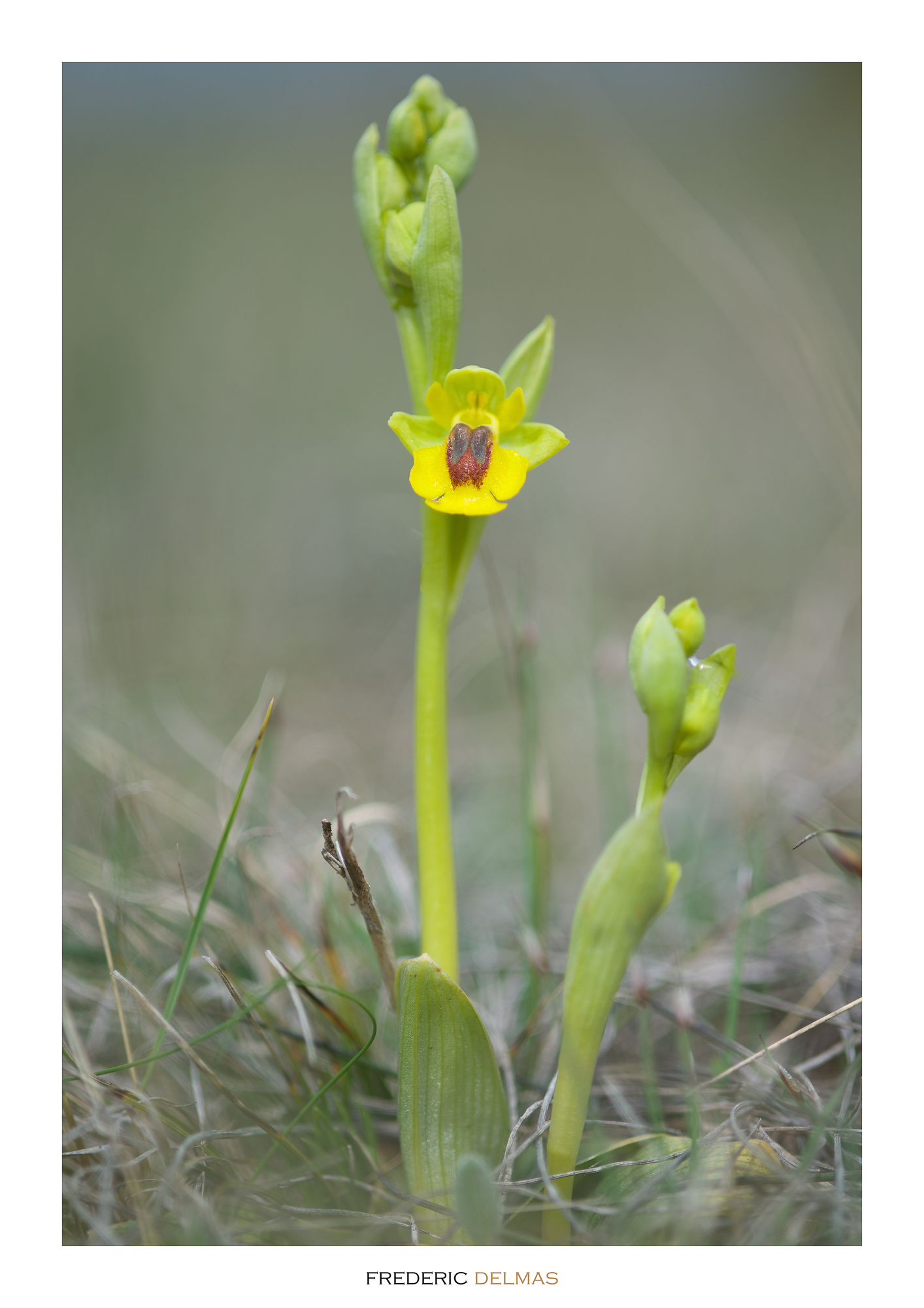 Ophrys jaune, orchidée de l'Aveyron © F. Delmas/Tourisme Aveyron