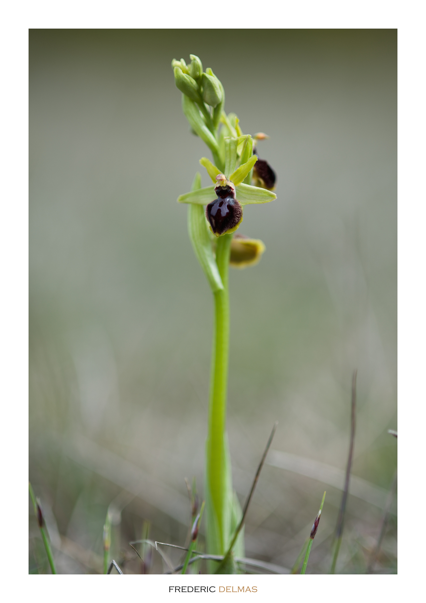 Ophrys petite araignée, orchidée de l'Aveyron © F. Delmas/Tourisme Aveyron
