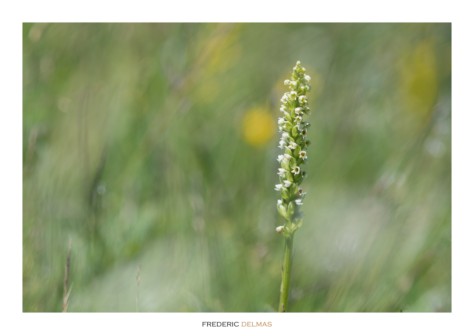 Orchis blanc, orchidée de l'Aveyron © F. Delmas/Tourisme Aveyron