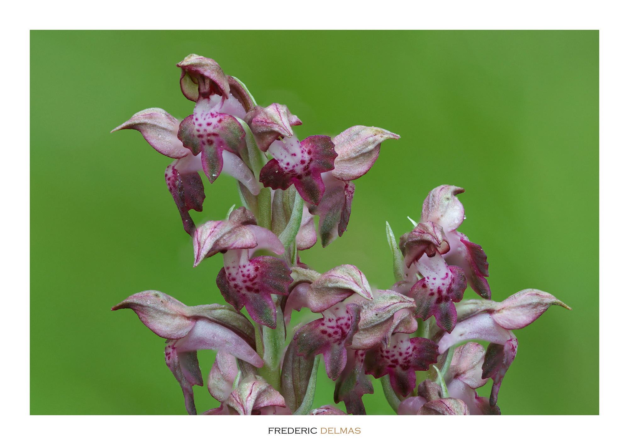 Orchis punaise, orchidée de l'Aveyron © F. Delmas/Tourisme Aveyron