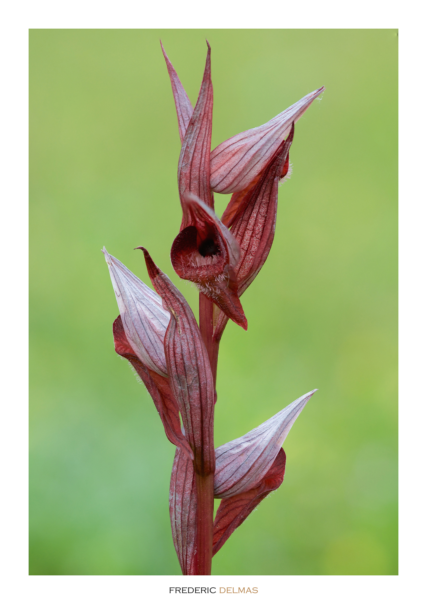 Serapia à labelle allongé, orchidée de l'Aveyron © F. Delmas/Tourisme Aveyron