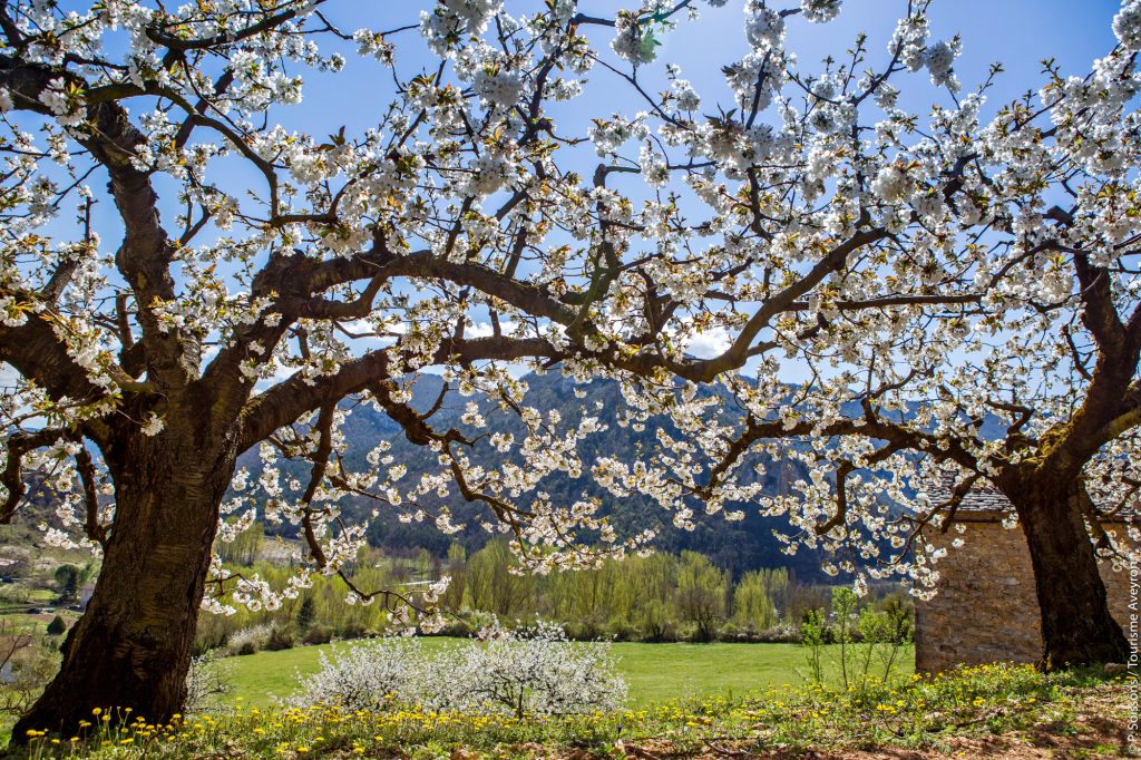 Cerisiers en fleurs dans la vallée du Tarn, Aveyron © P. Soissons 