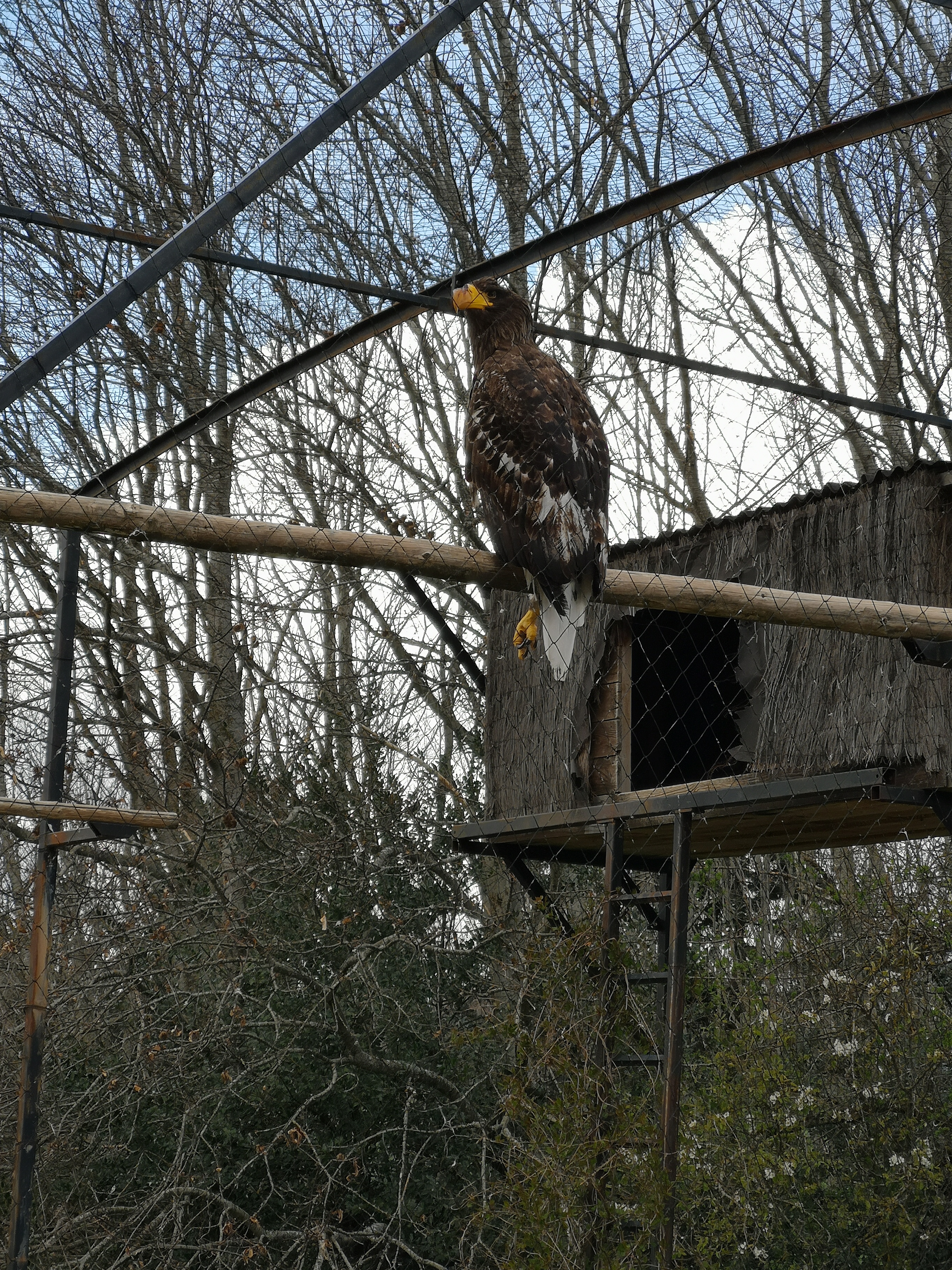Oznor, aigle star du parc animalier de Pradinas
